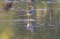 Greater Yellowlegs 092008 248